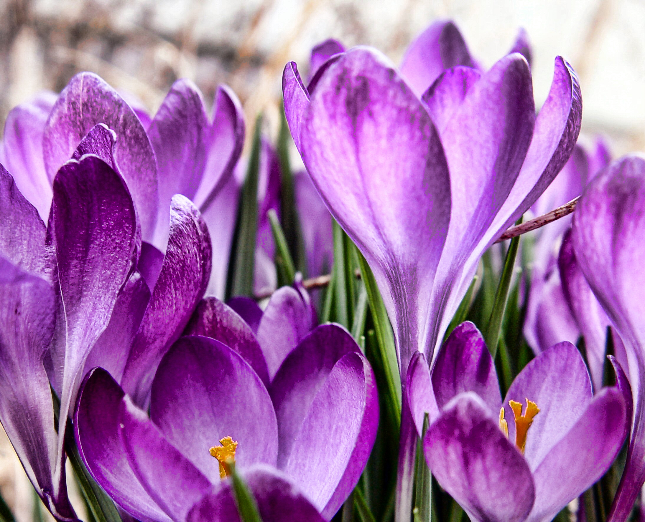 crocuses
